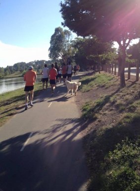 Franklin the Gungahlin Maremma sheepdog on January 9 2016 joining a group of runners in the Gungahlin area.