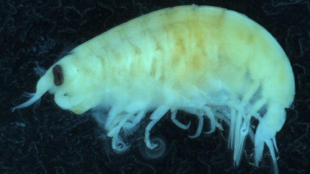An image of a flesh-eating flea captured at Brighton Beach. 