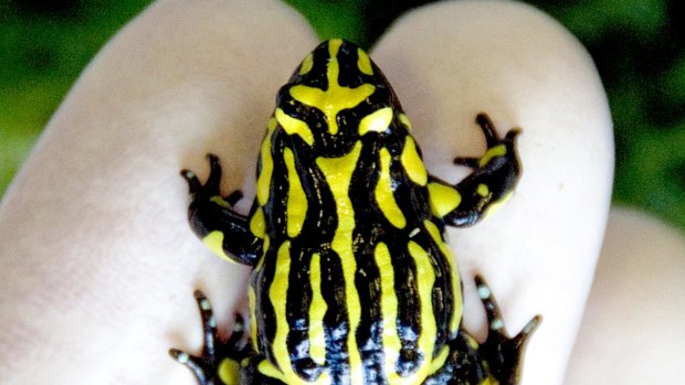 Researchers have been imploring governments to ramp up biosecurity measures in New Guinea so populations of amphibians do not end up critically endangered like the southern corroboree frog.