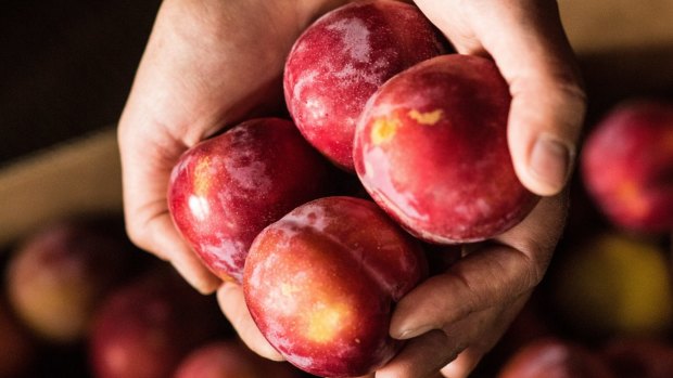 Organic fruit at Petty's Orchard is ready for the jam pot or fruit bowl.