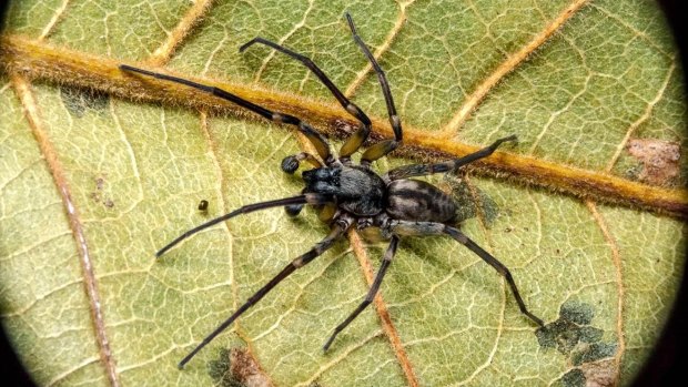 A species of coastal spider found off Flinders Island.