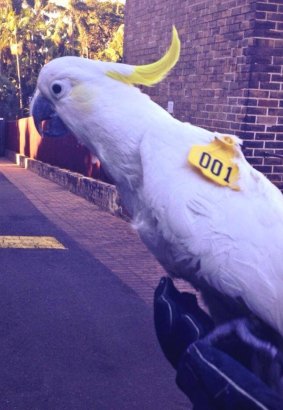 Columbus the cockatoo: Enjoying all the big city has to offer.