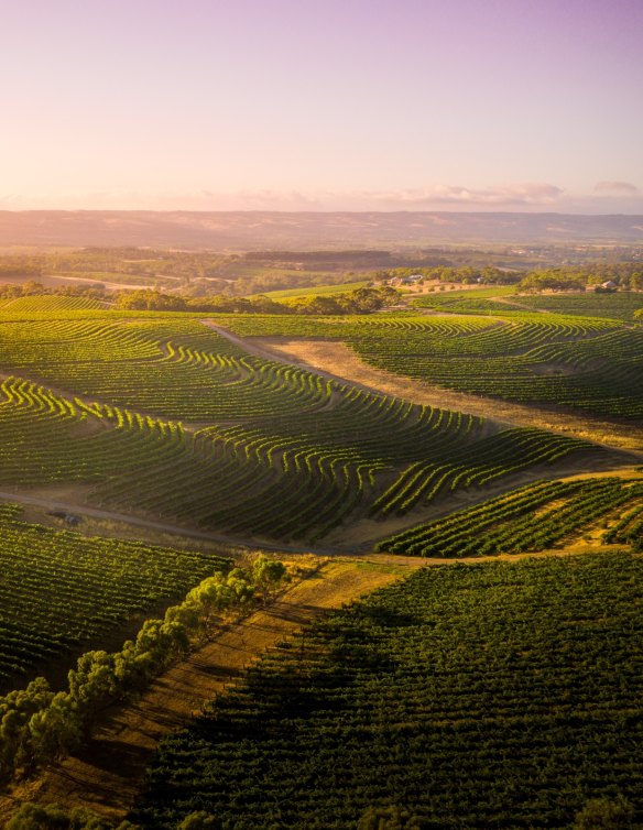 McLaren Vale in South Australia.