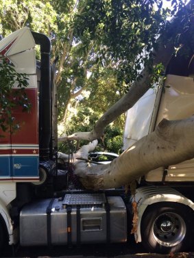 The tree branch which hit the truck.