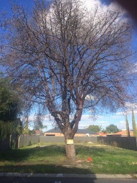 A tree lost recently on a Dianella development site. 