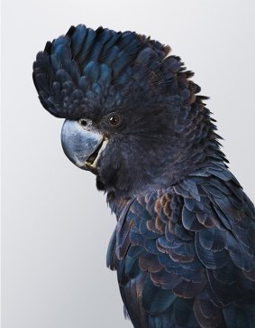 'Fluff' No.1, Forest Red-tailed Black Cockatoo, by Leila Jeffreys.