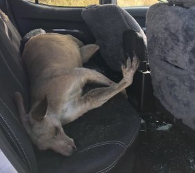 The kangaroo struck the car so hard it collapsed the passenger seat. Unfortunately the animal did not survive.