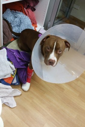 Homeless dog BJ was treated for a month after an escalator accident.