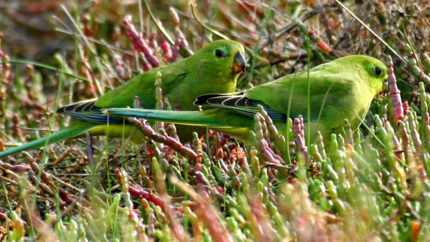 Night parrots: "In many ways it was the find of the century."