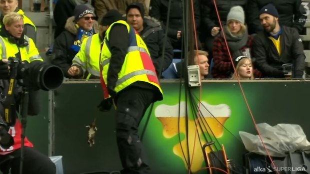 Fixer: An assistant removes the dead rats from the pitch.