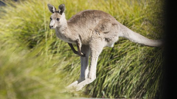 The Eastern grey kangaroo (the species pictured here) was trapped for a week.
