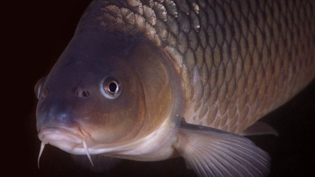 Plans are well advanced to release the carp herpes virus into NSW rivers in 2018.