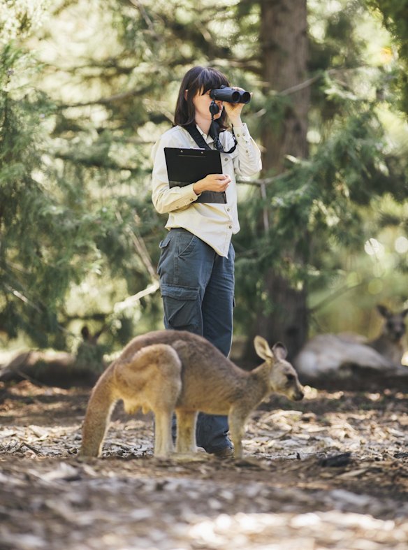 Kangaroos in the government's long-running fertility trial in Weston Park: The estimates committee says the government should review whether the trial is fiscally responsible.