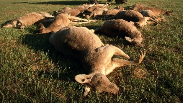 We kill: Kangaroos shot dead in a cull.