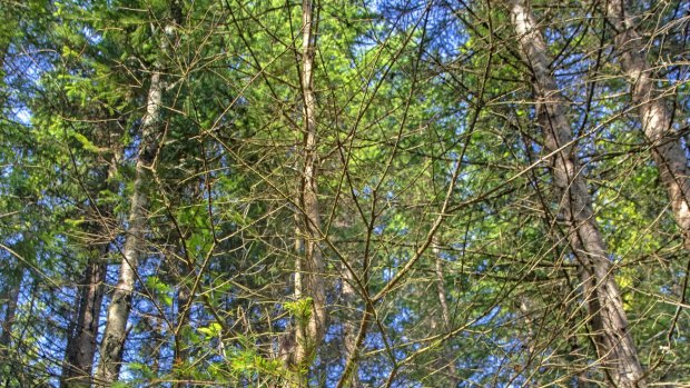 Spruce trees in the Future Forest above Oslo.