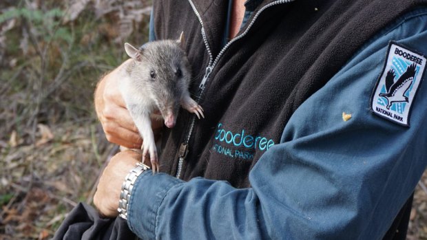 Dr Nick Dexter with the first southern brown bandicoot born at Booderee National Park as part of a collaborative reintroduction program.