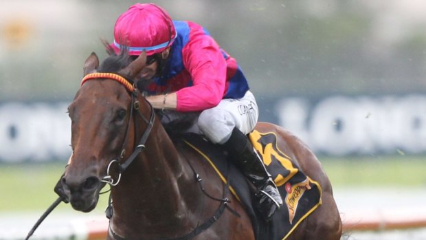 Knuckling down: Jason Collett rides Man From Uncle to win the Hobartville Stakes.