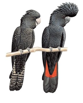 Female and male red-tailed black cockatoo.