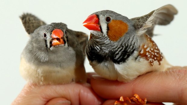 Zebra finches are hardy birds but a warming climate will affect even them.