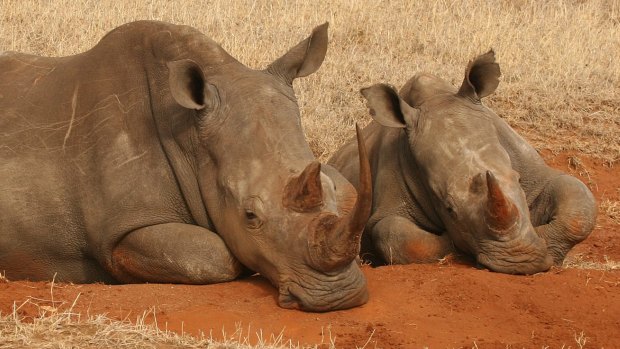 Rhino in Lewa, Kenya.