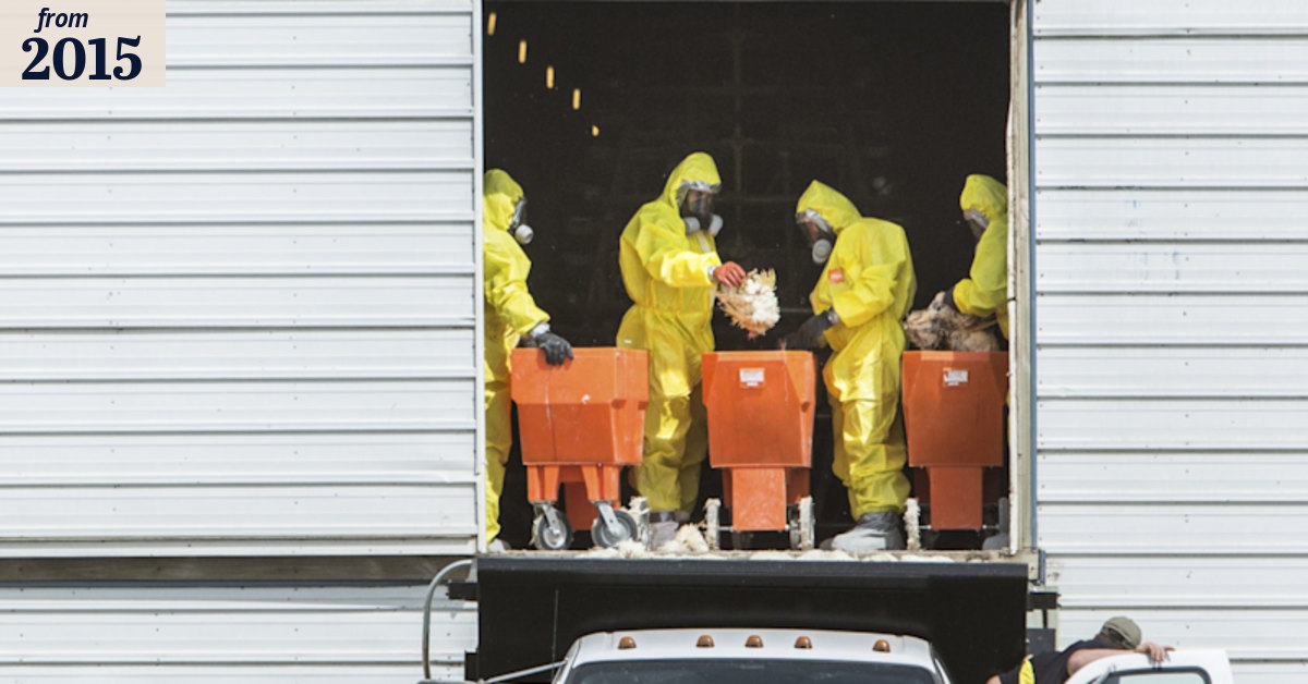 Online 'recipes' for bird flu virus add to bioterrorism threat
