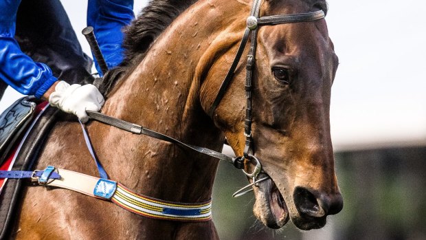Winx prepares for Saturday's Cox Plate with track work at Moonee Valley.