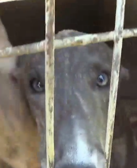 Up to 30 Australian greyhounds were being shipped to Macau every month, according to Animals Australia.
