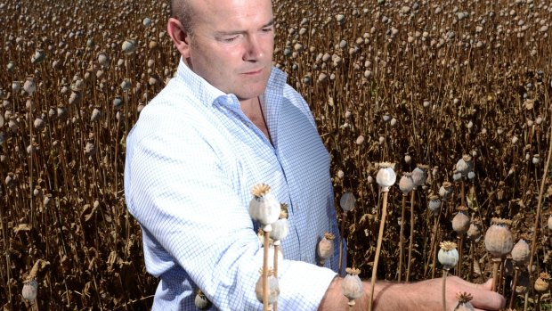 TPI Enterprises inspects a field of ready to harvested poppies near Cressy in Northern Tasmania in 2014.