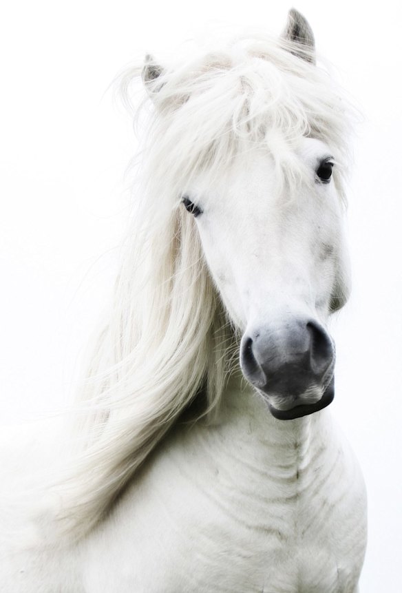 They are bred for speed and grace, but when they don’t perform, the knackery looms.