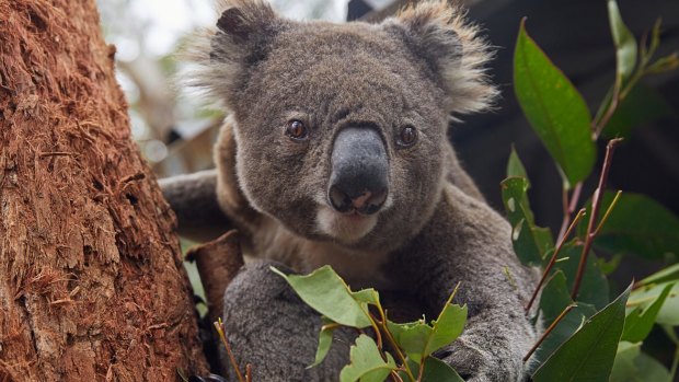 A recent inquiry found that koalas would be extinct by 2050 if nothing was done to rapidly arrest their decline