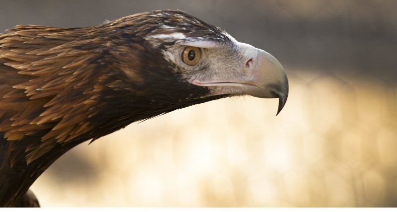 Eagle Versus Drone Birds Of Prey Trained To Patrol The Skies