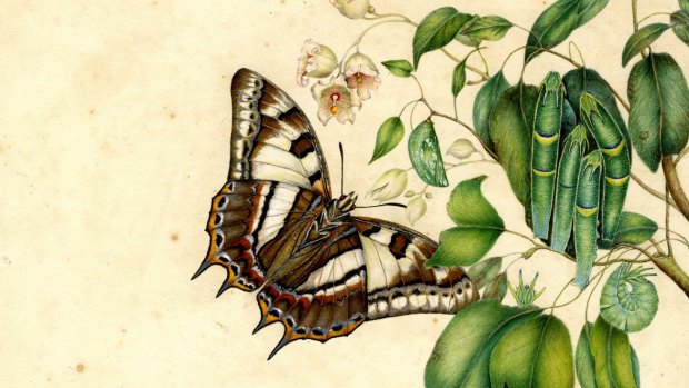 Tailed emperor butterfly (detail) by Helena Scott.