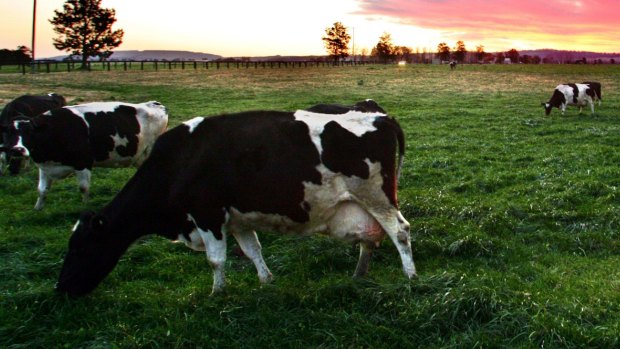 Big boost: The New Hope dairy investment could be the first of many deals fueled by the historic China-Australia free trade agreement.