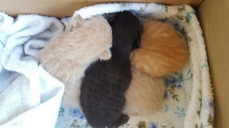 The Cat Haven Issues Public Plea As Resources Reach Breaking Point