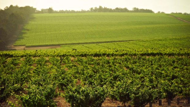 Swinney Vineyards uses bush vines, where the grapevines are left to grow naturally.