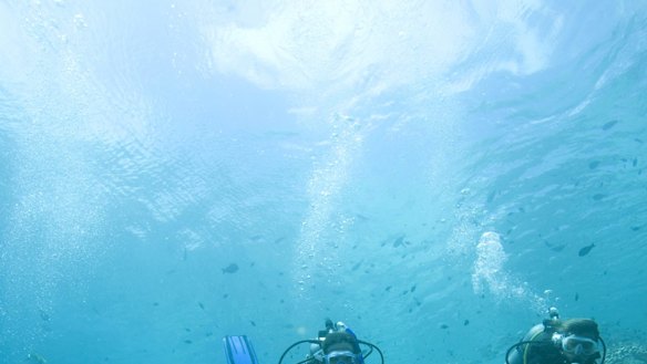 A chance to see a turtle up close. 