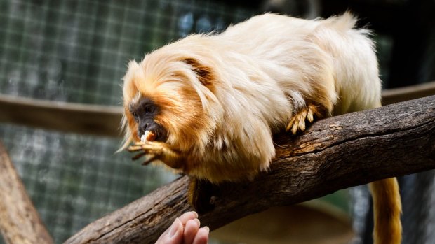 Ovo, a golden lion tamarin monkey at Melbourne Zoo, has gallstones, and is fed medicine on a piece of bread to dissolve them.