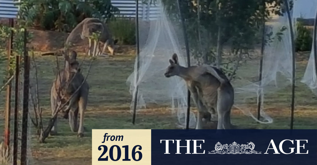 Victorian Kangaroo Pet Food Trial Set To Be Widened