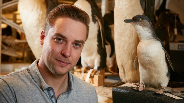 Monash University PhD candidate Travis Park is part of a team that has studied the evolution of penguins in Australia going back 38 million years.