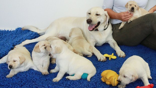 This is the third and final litter for mum, Gracie.