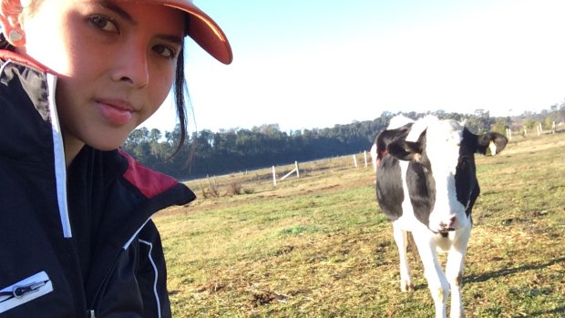 Alexandra Green, a 21-year-old honours student at Sydney University, developed a test to see if cows could follow sound to navigate a maze. 