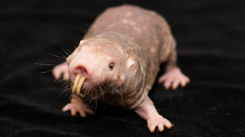 Naked mole rats weirder than we realised: without oxygen, they live like  plants