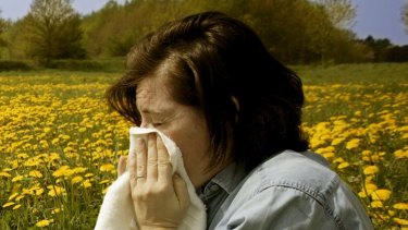 Pollen counts have peaked in December this year.
