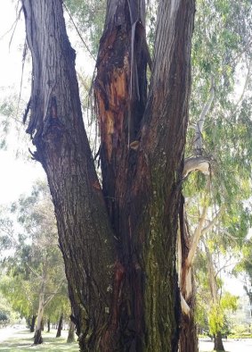 One of the eucalyptus trees in the Northbourne Avenue median strip.