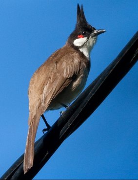 The red-whiskered bulbul.