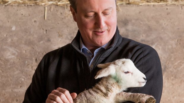 Lambs to the slaugher: David Cameron has delayed  publication of the Iraq war report.