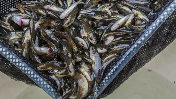 The ACT environment department released 60,000 fingerlings into ACT ponds and lakes.