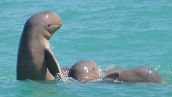 This Dampier Peninsula is home to the Australian snubfin dolphin, a species largely unknown – even among those who live here.