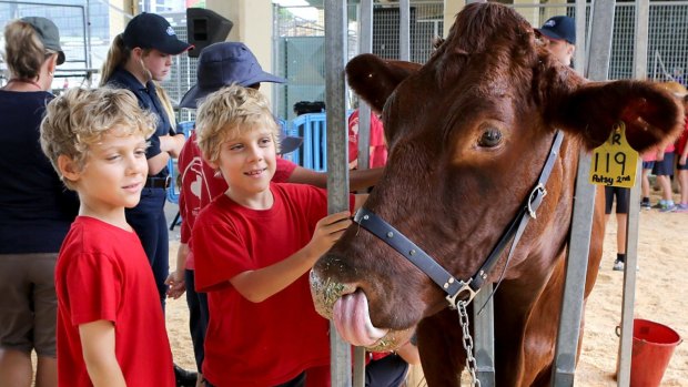 Twins Will and Jasper Weston, 8, from Silkwood School, give Patsy the cow a pat at the Ekka Rural Discovery Day.