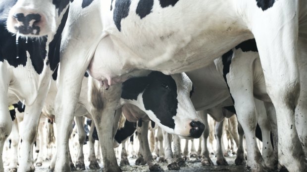 Annual milk production in Australia has doubled to 9.3 million litres in 30 years despite a steady dairy cow population.